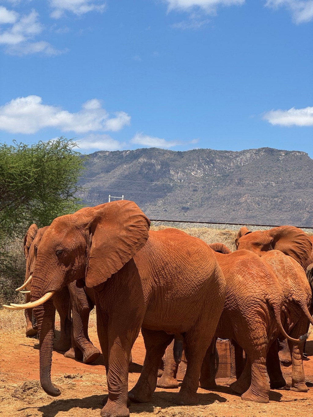 Salt Lick Safari Lodge and Tsavo Safari